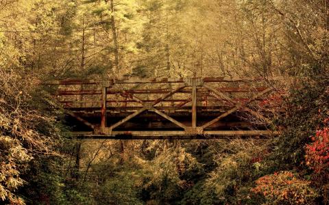 铁路桥在森林里