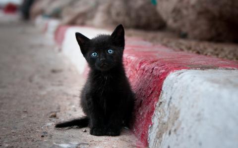 悲伤的小黑猫蓝眼睛