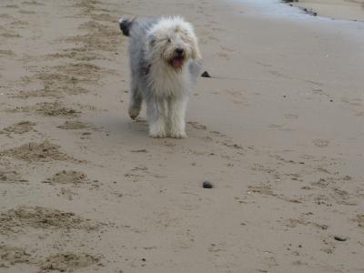在海滩上的狗鲍勃尾巴