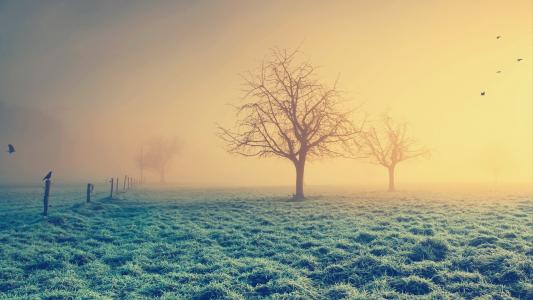 光秃秃的树木在一个冬天的早晨的阴霾