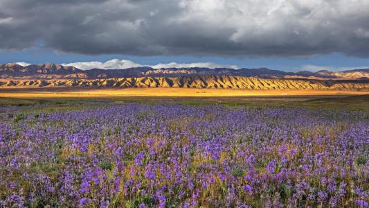 蓝色花的领域在加利福尼亚