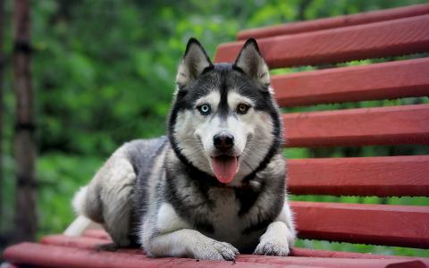 在长凳上的西伯利亚雪橇犬