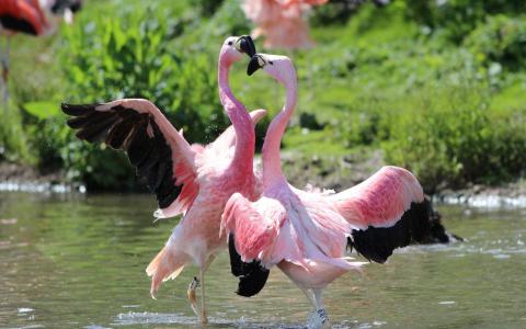 粉红色的火烈鸟在跳舞