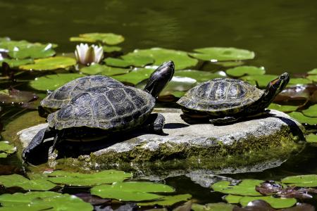 两只海龟坐在一个池塘的岩石上