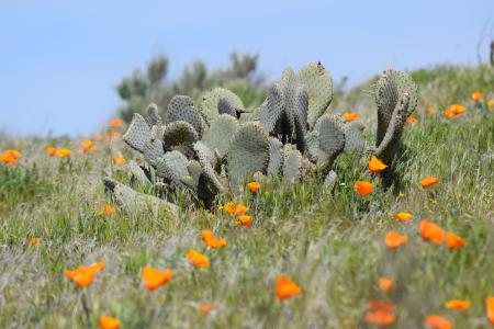野生沙漠仙人掌和加利福尼亚州的黄色罂粟花