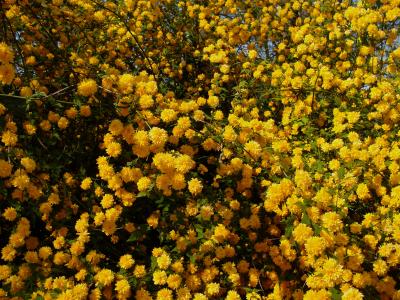 布什与美丽的黄色的花朵