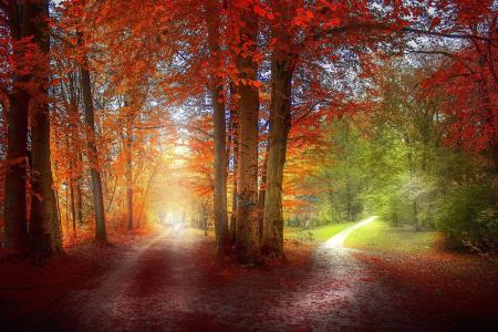 在秋天的森林中的两条路径