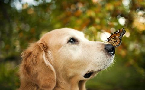 蝴蝶君主对一只狗的鼻子