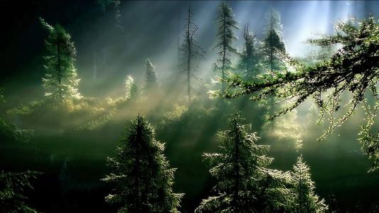 太阳光线在雾冷杉的森林里