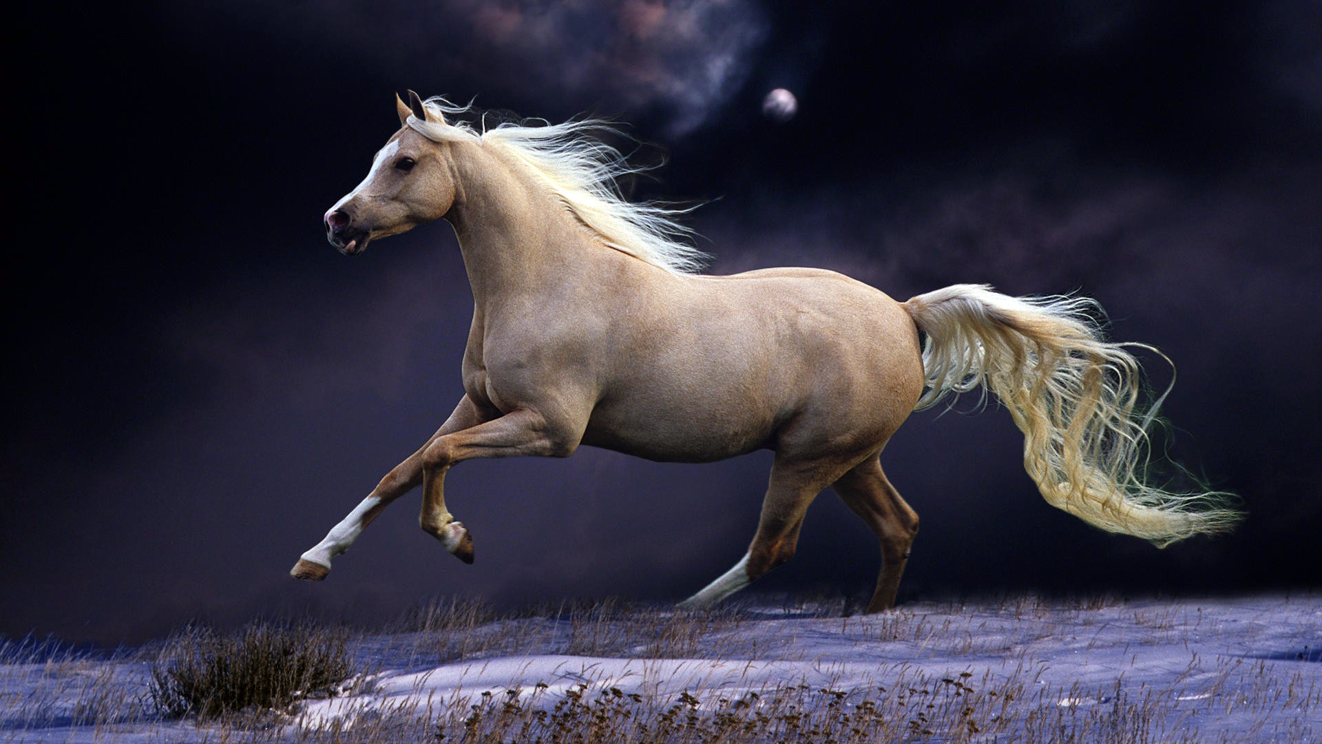 童话般的马800x600分辨率下载,童话般的马,高清图片