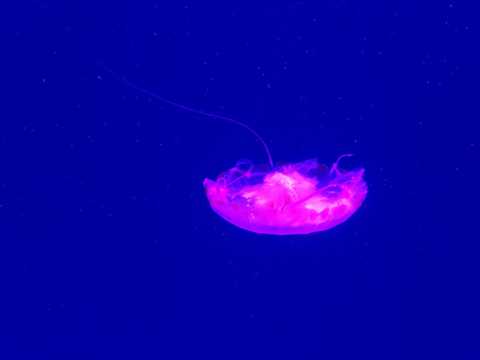 深海中的紫色水母