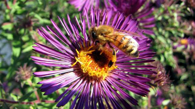 蜜蜂采花蜜拍摄图片