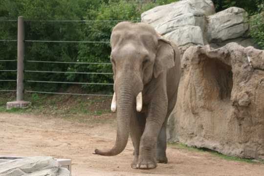 站立的亚洲象