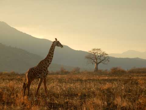 野生动物马赛长颈鹿图片