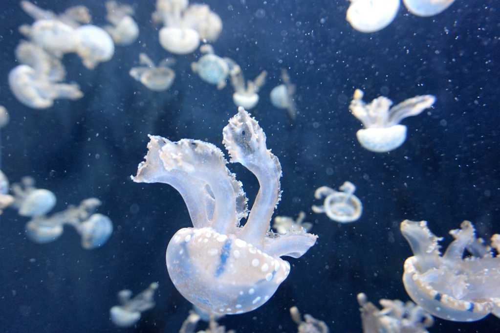 大海中的水母