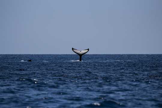 体型宏壮的鲸鱼图片