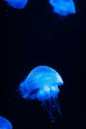 深海下的蓝色水母
