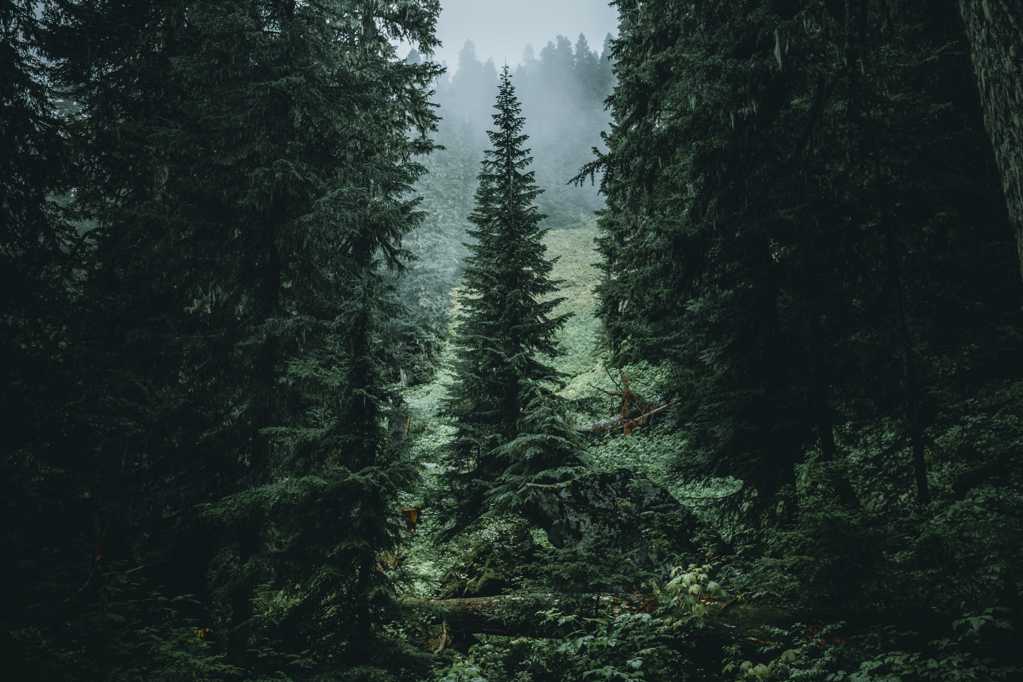 美丽的森林