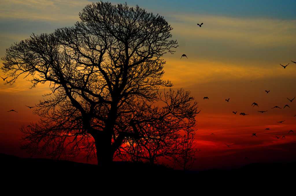 夕照夕阳树木剪影图片