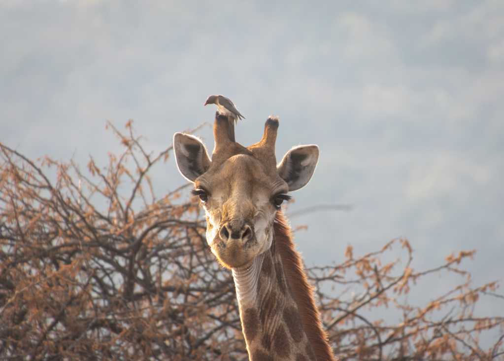 呆萌的长颈鹿图片