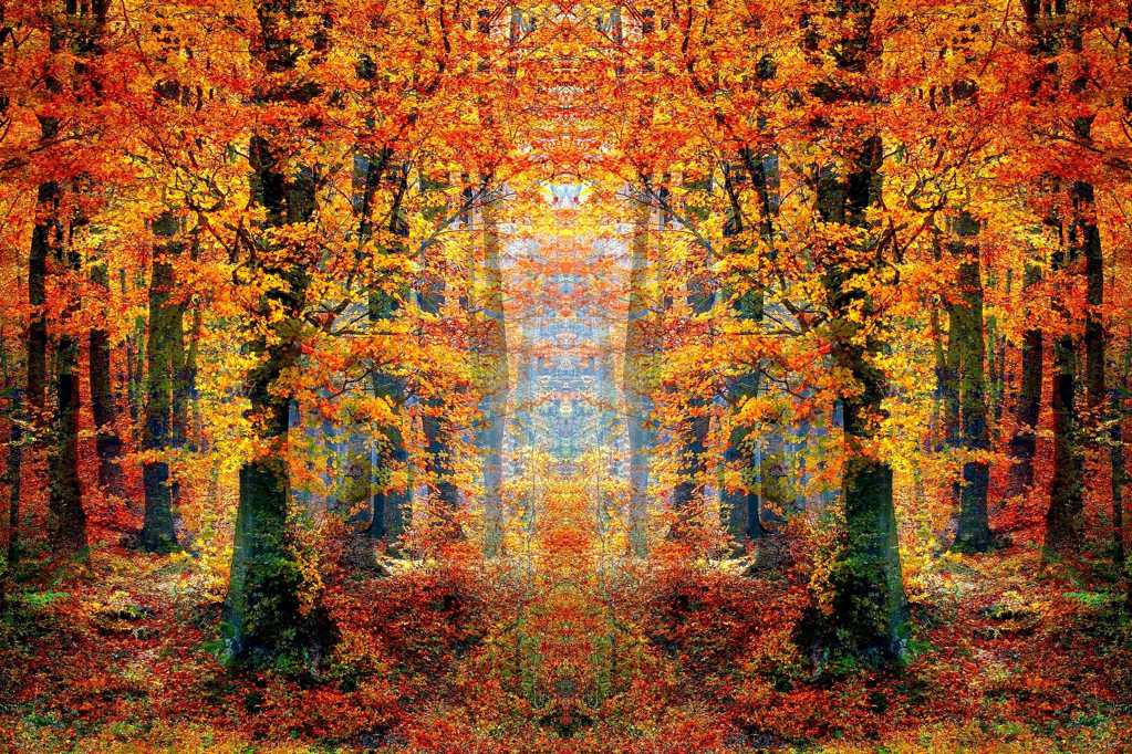 秋日树林图片