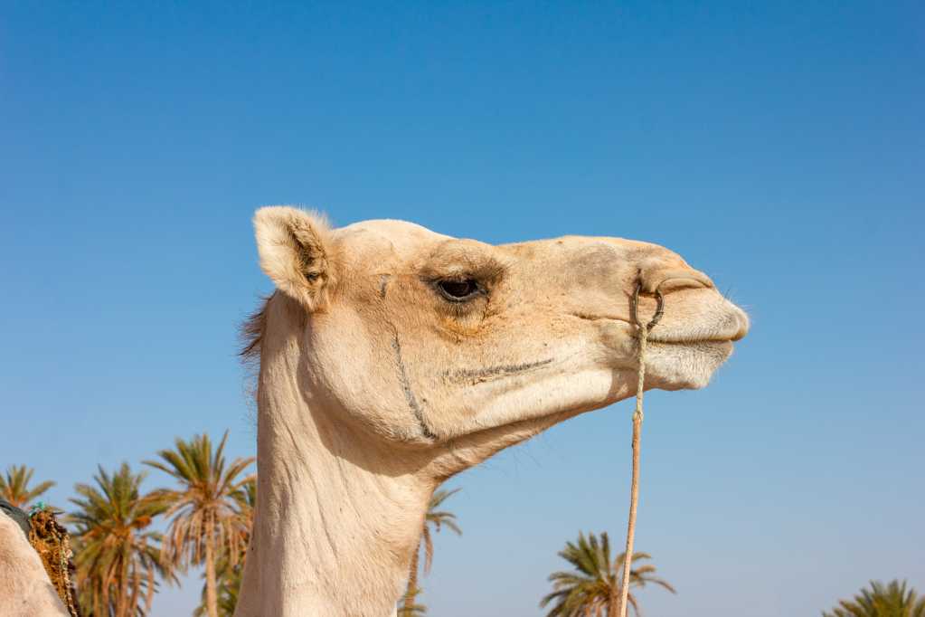 骆驼头部特写图片