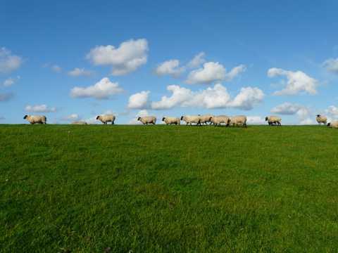 蓝天草坪羊群图片