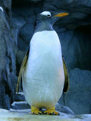 可爱的巴布亚企鹅