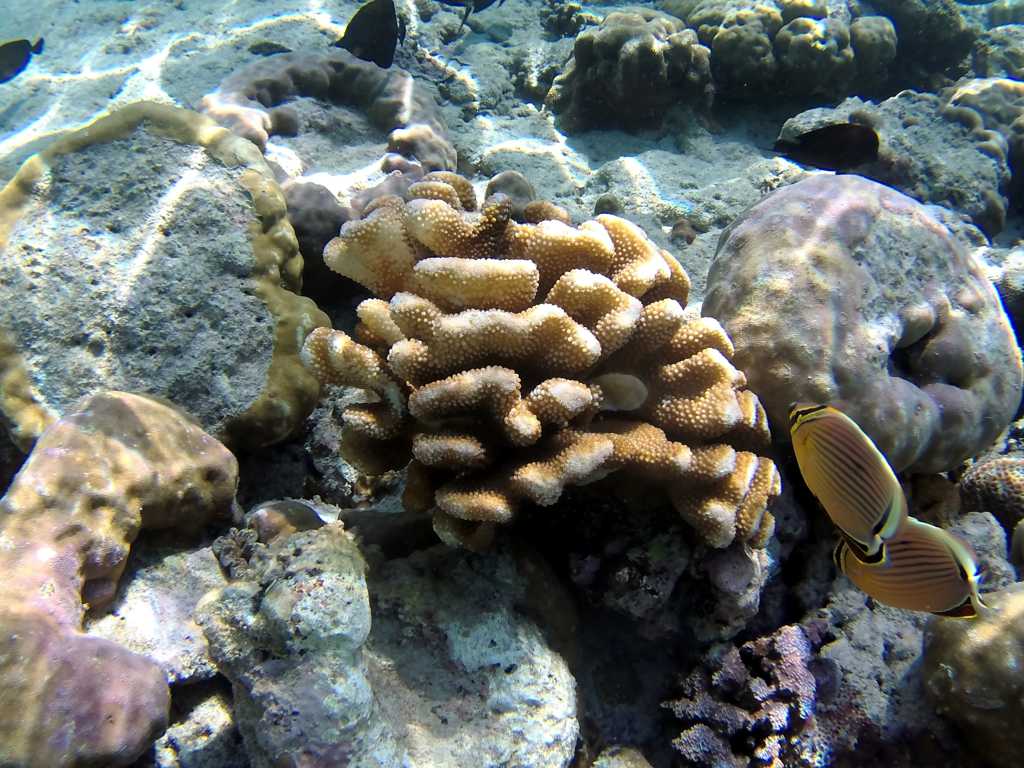 海底世界里的珊瑚