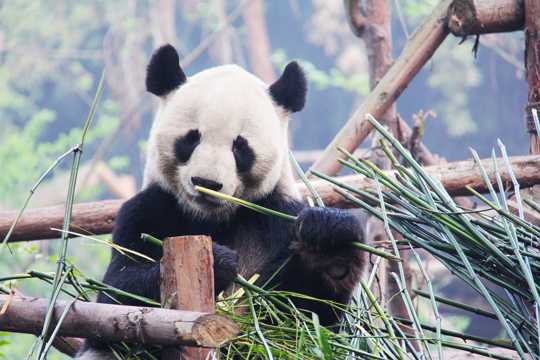 乖巧呆萌的大熊猫图片