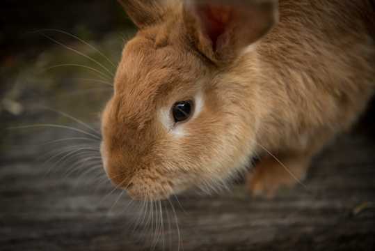棕色兔子图片