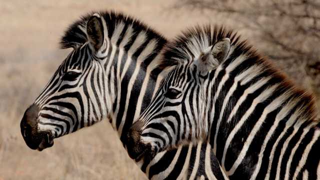 非洲草地上悠然的斑马图片