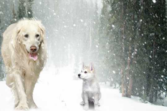 雪地里的小小狗图片