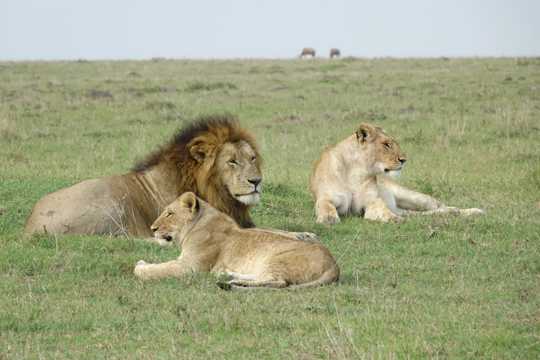 肯尼亚原野狮子图片