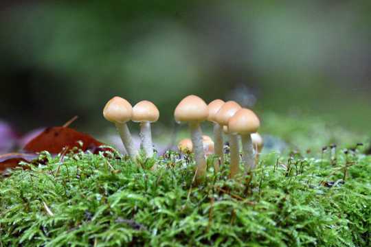 丛林草原蘑菇朵图片