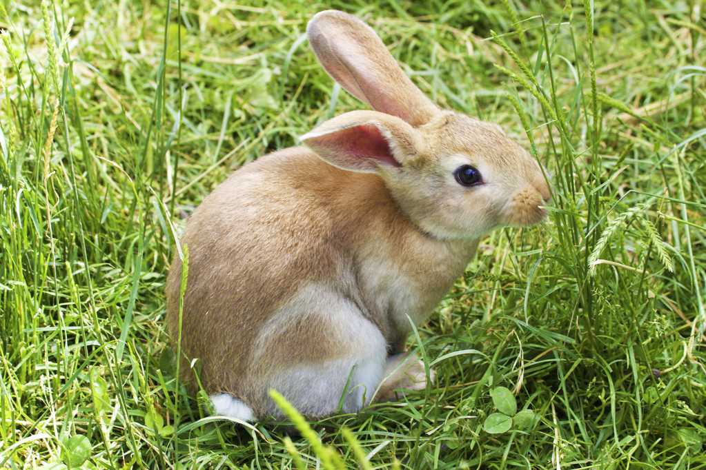 草原灰兔子图片