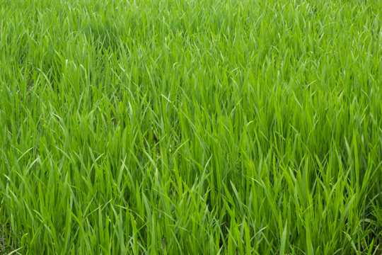 绿油油的水稻稻田图片