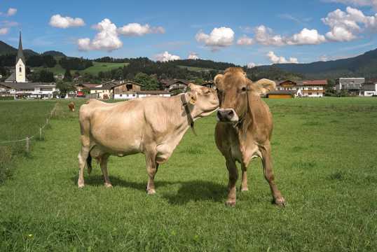 草地上的瑞士奶牛