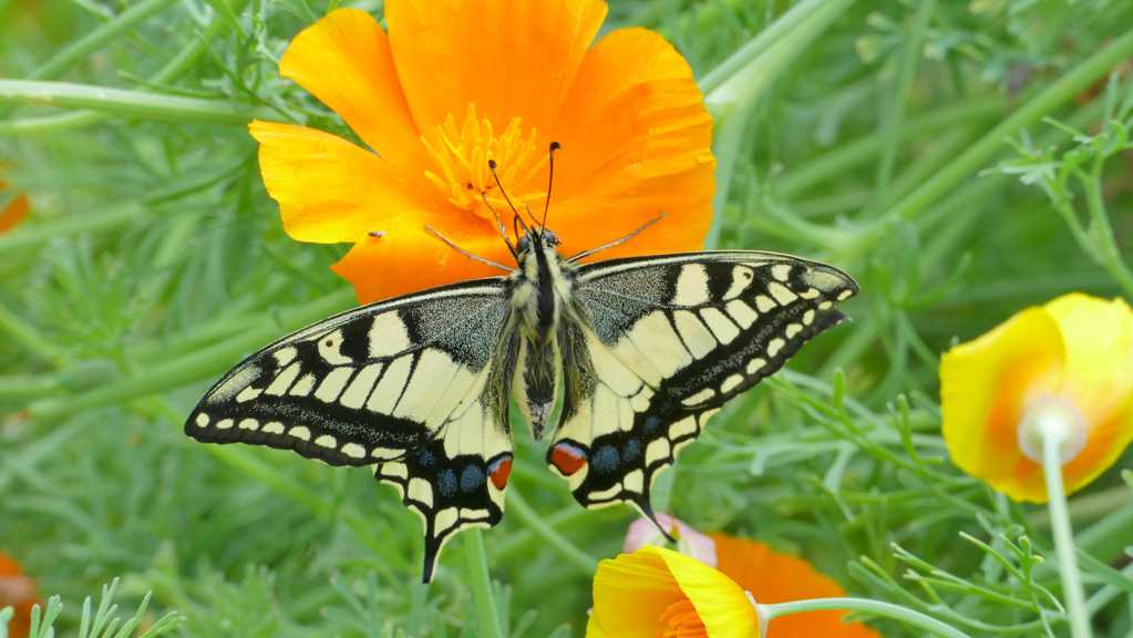 花卉上的燕尾蝶图片