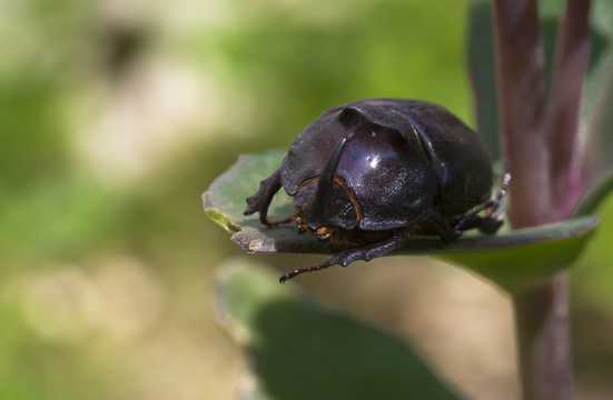 尖角上突的犀牛甲虫图片