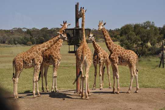 动物园长颈鹿进食图片