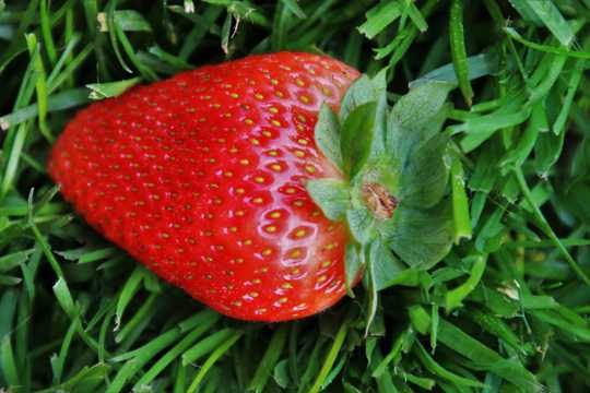 一颗绯红草莓特写图片