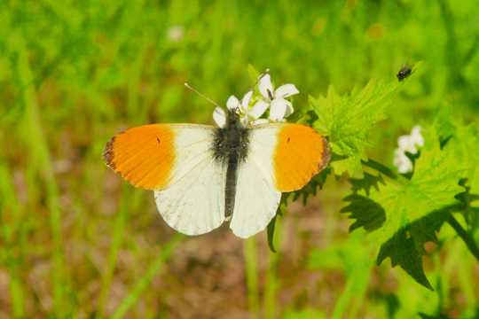 飞行的橙粉蝶