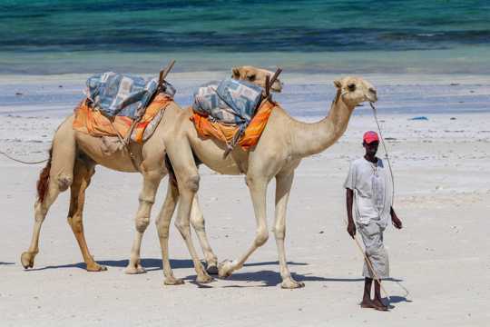 勤劳的戈壁之舟骆驼图片