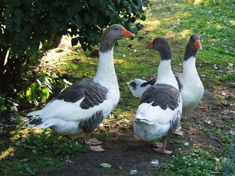 草坪上的三只鸭子