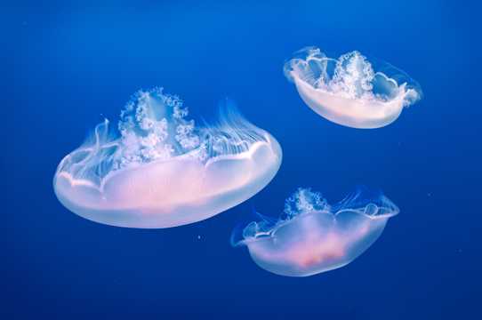 深海下的水母