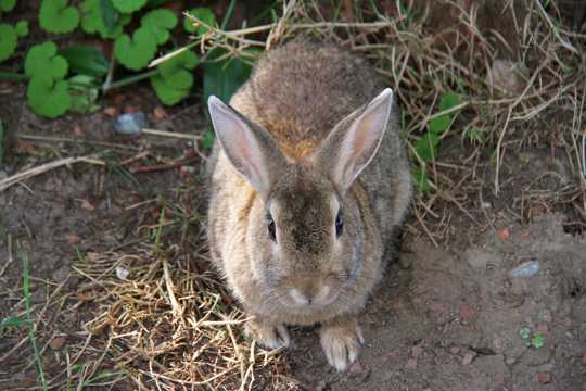 一只灰色的野兔子