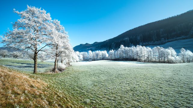 唯美冬日树木光景图片