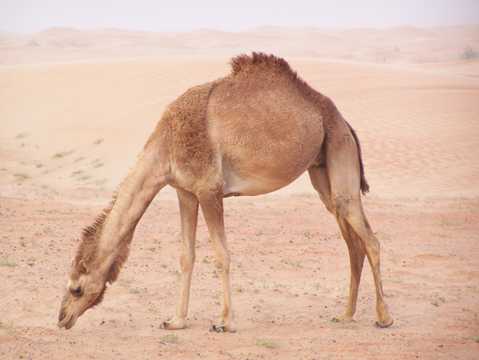 高清戈壁骆驼图片