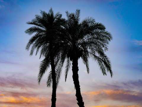 黄昏余晖棕榈树图片